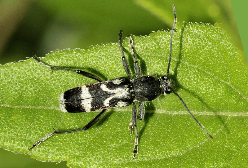 Cerambycidae: Chlorophorus figuratus